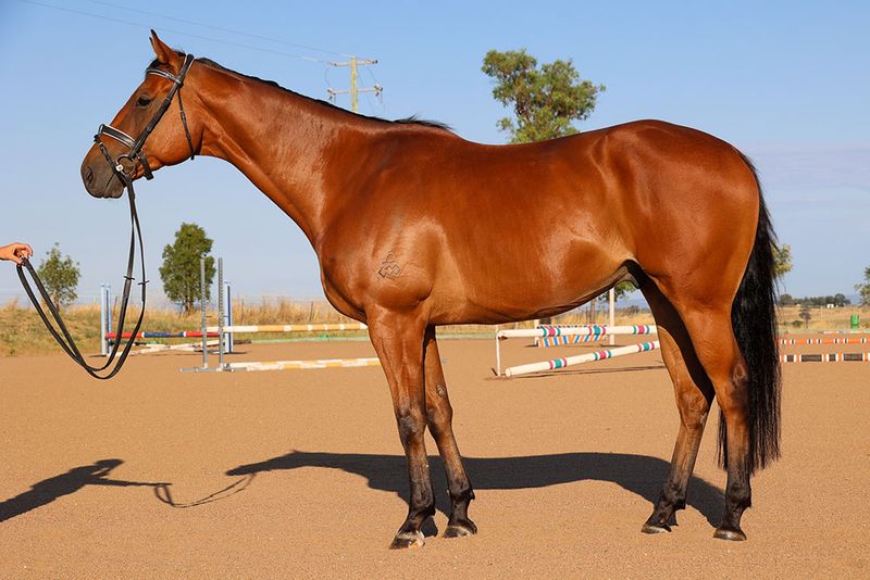 Ralph - Horses For Sale | Off The Track Horses